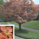 pink dogwood trees delivered in suffolk county, new york