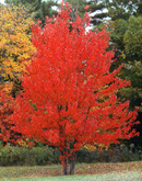 red maple trees delivered to your door or construction site