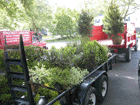 TRUCK AND TRAILER LOADS OF PLANTS DELIVERED TO SUFFOLK COUNTY, NY ,VIBURNUM,ZEBRA GRASS,PERENNIAL,SPIREA,GOLD MOM CYPRESS,DWARF ALBERTA SPRUCE,SKIP LAUREL,DWARF ORNAMENTAL GRASS,VARIGATED  RED TWIG DOGWOOD,LIRIOPE,HYDRANGEA,SPREADING YEWS,FLATS OF PACKYSANDRA,ORNAMENTAL GRASSES,CLEMATIS CLIMPING VINE,PENCIL HOLLY,PURPLE LEAVE PLUM TREE,NELLIE STEVENS HOLLY 