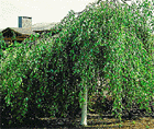 weeping birch tree delivered in suffolk county, new york