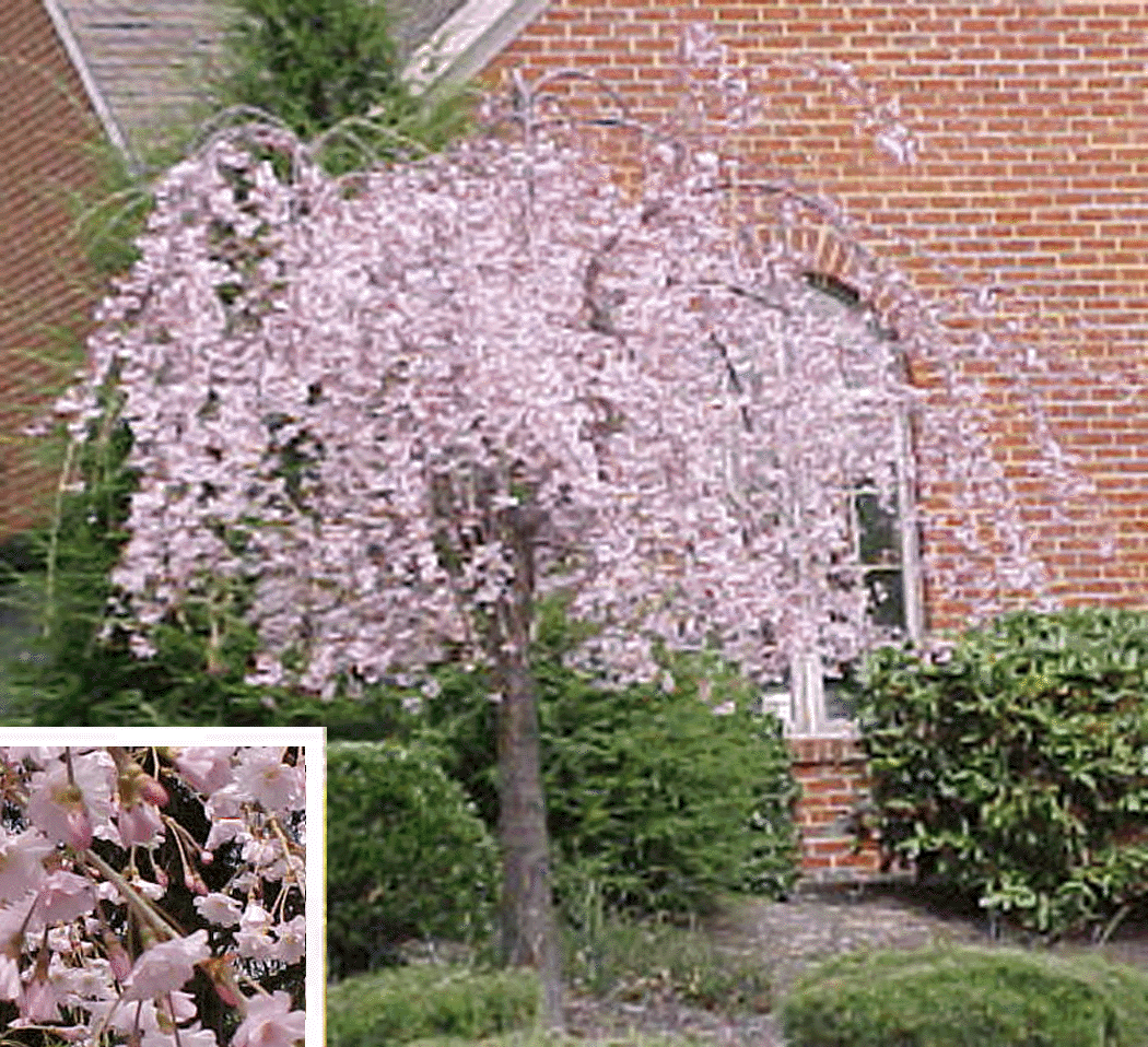 Weeping Cherry Tree