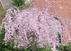 weeping cherry trees delivered in suffolk county, new york